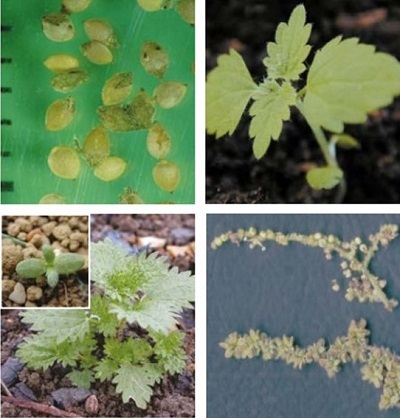 Common nettle at four growth stages